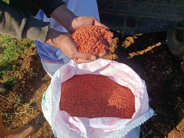 Buğday Ekimi Başladı