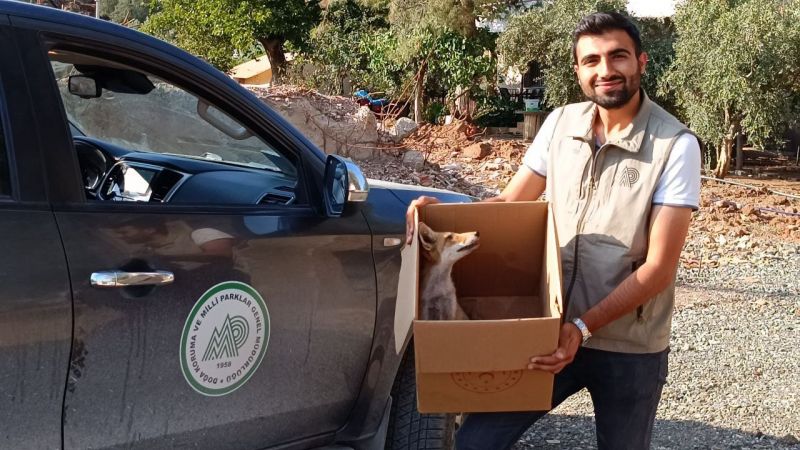 Yolda Bulduğu Yaralı Tilkiyi Evine Götürerek Besledi