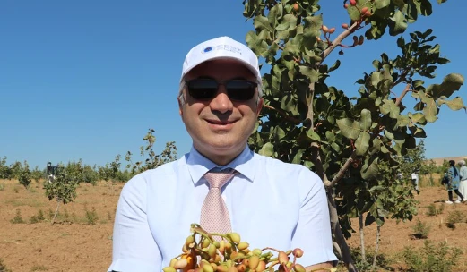 Fıstık Hasadı Gerçekleşti
