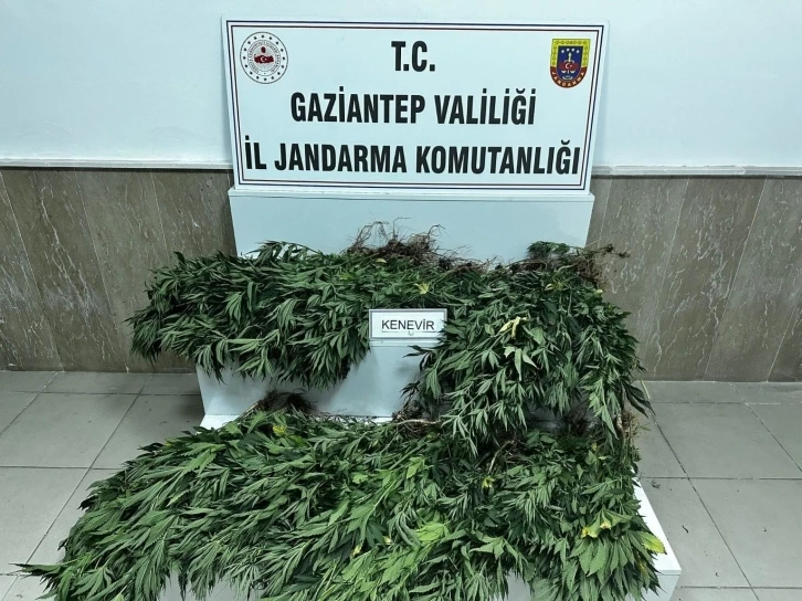 214 Kök Kenevir Bitkisi Ele Geçirildi