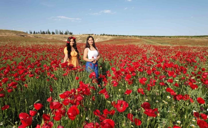 Adıyaman'da Göz Alıcı Görüntü: Gelincik Tarlaları Kızılla Boyandı