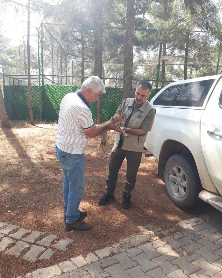 Adıyaman'da Yaralı Dağ Keçisi Yavrusu Kurtarıldı