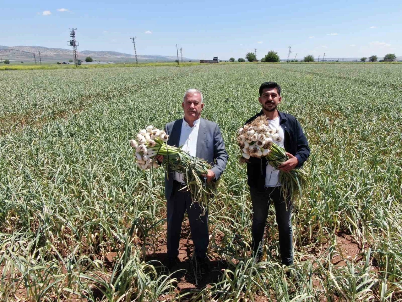Araban Sarımsağı Tarlalarda Yüzleri Güldürdü