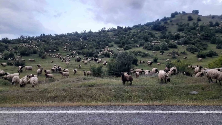 Besiciler Yayla Yolculuğunda Kulp İlçesine Vardı