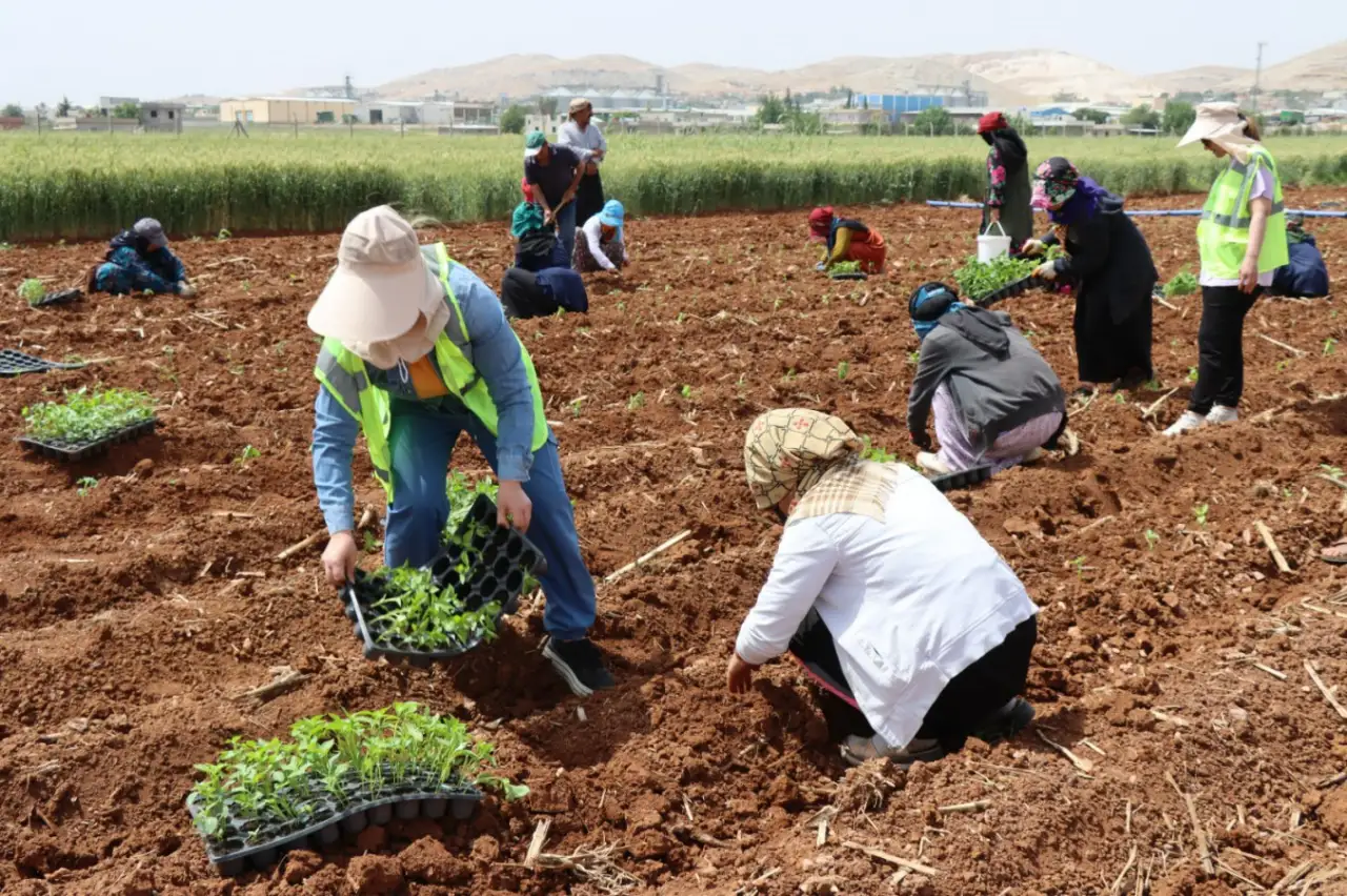 Büyükşehir Belediyesi'nden Çiftçilere 2 Milyon Fide Desteği