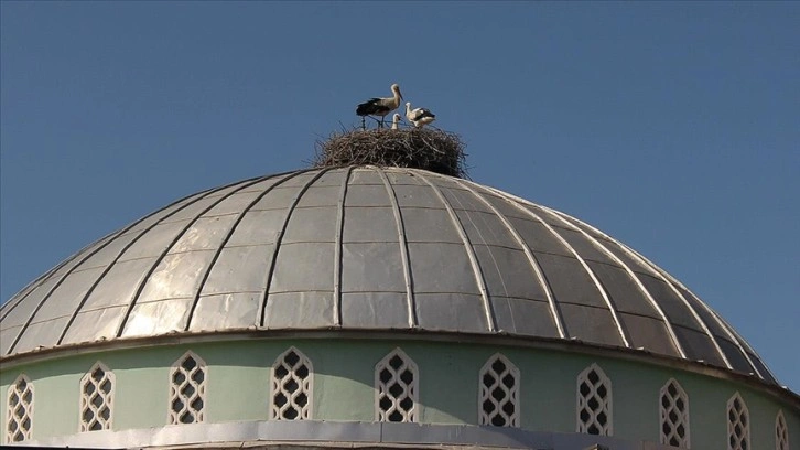 Cami kubbesi 12 yıldır leyleklere yuva oluyor
