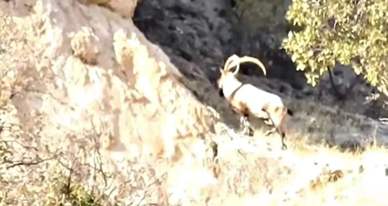Çermik’te Koruma Altındaki Dağ Keçileri Gelincik Dağında Görüntülendi