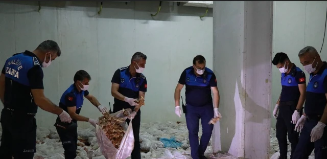  Etiketsiz 10 Ton Tavuk Ele Geçirildi