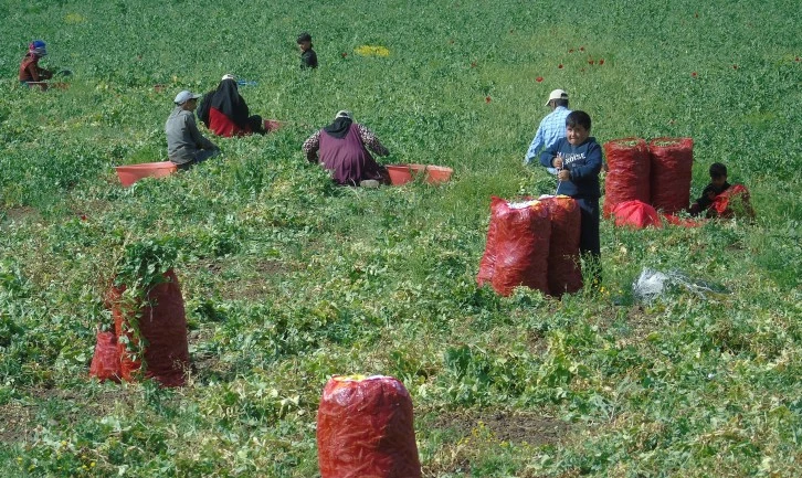 Gaziantep'te Bezelye Hasadı Başladı: 10 Bin Dönümde Yeşeren Umutlar