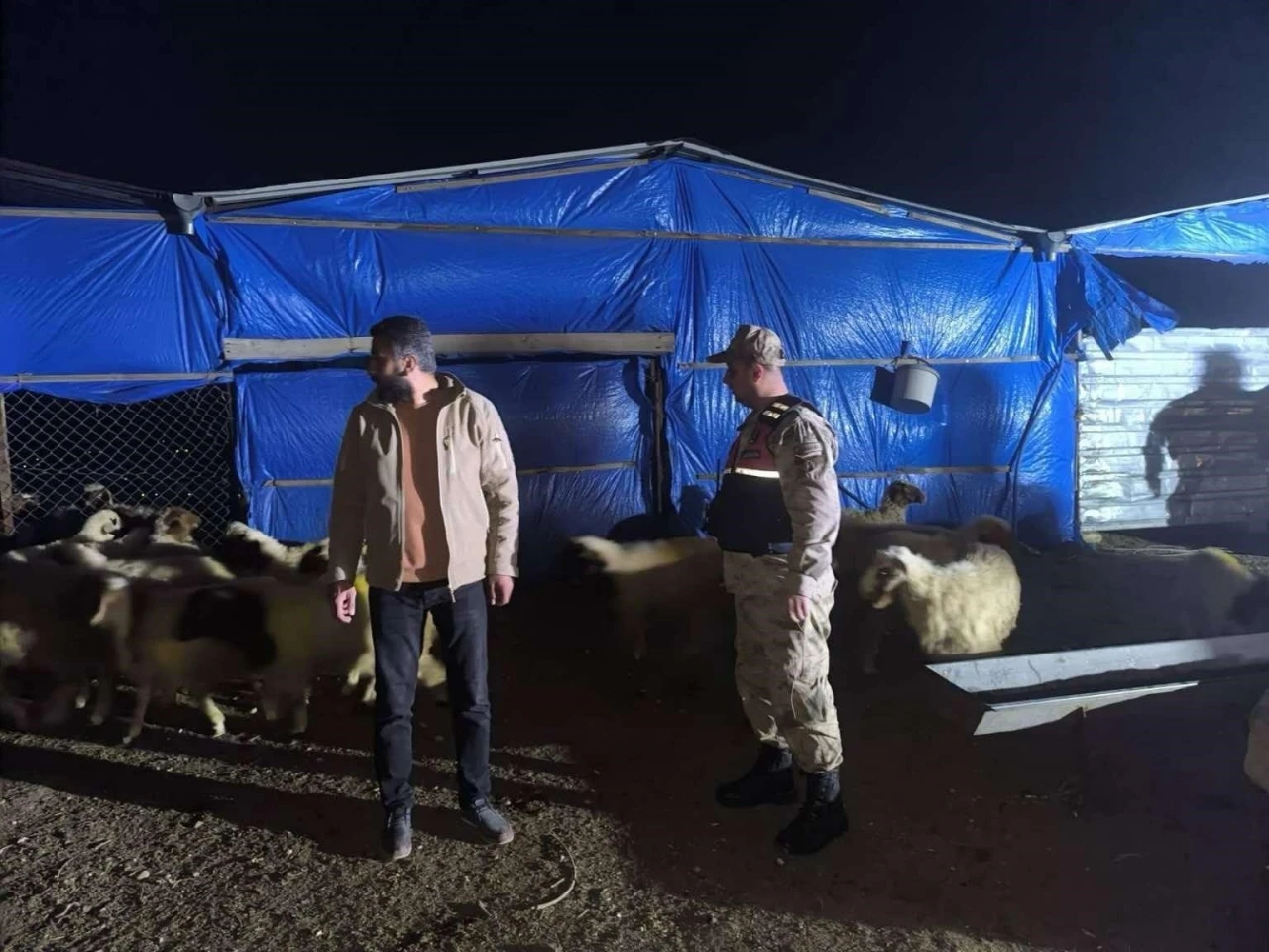 Jandarma Kayıp Küçükbaş Hayvanları Buldu: Nasıl Başarıldı?