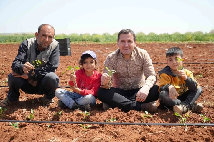 Kilis'te Biber Fideleri Toprağa Düştü: Çocuklar ve Çiftçiler Umutla Dikim Yaptı