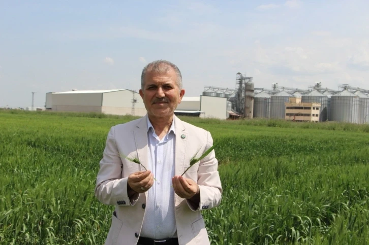 Kızıltepe'de Buğday Sezonu Heyecanı: Çiftçiler Yüksek Verim Bekliyor