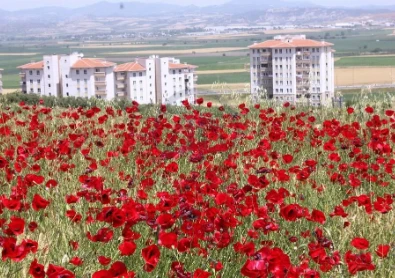 Osmaniye'de Tarlalar Kırmızıya Büründü: Gelincikler Baharla Birlikte Açtı!