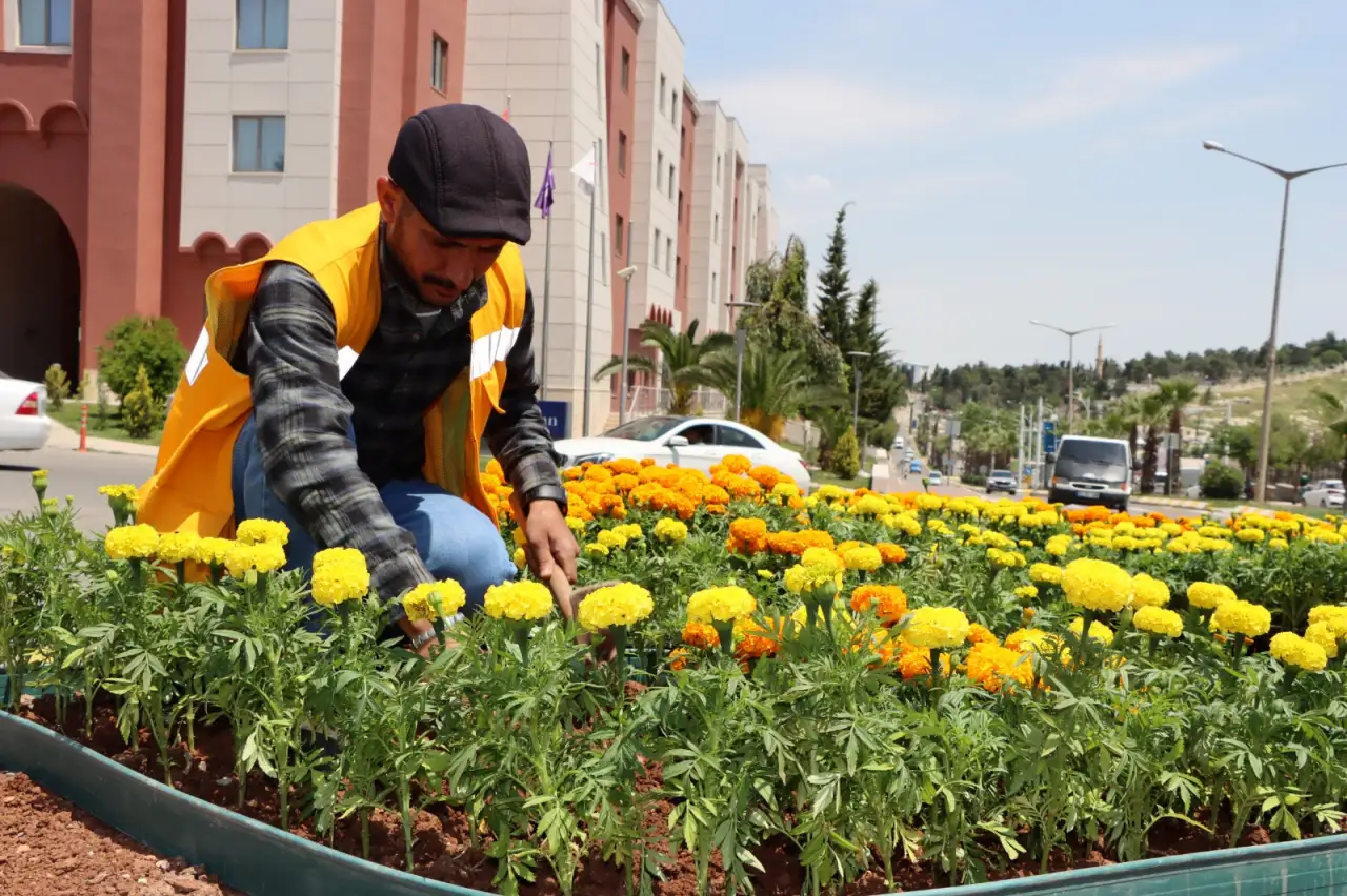 Şanlıurfa B&uuml;y&uuml;kşehir'den Tasarruf ve Estetik Hamlesi;400 Bin &Ccedil;i&ccedil;ek Kendi Seralarından Şehre Yayıldı