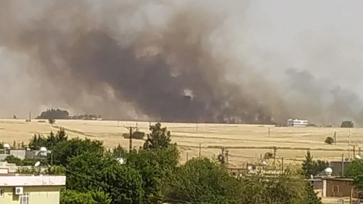 Şanlıurfa Ceylanpınar'da Korkutan Yangın: Bin Dönüm Buğday Kül Oldu