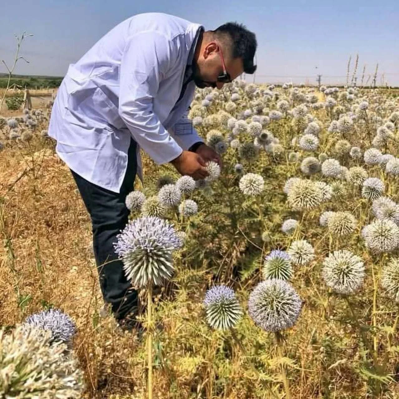 Şanlıurfa’da Kendiliğinden Yetişen Topuz Dikeni Araştırıldı