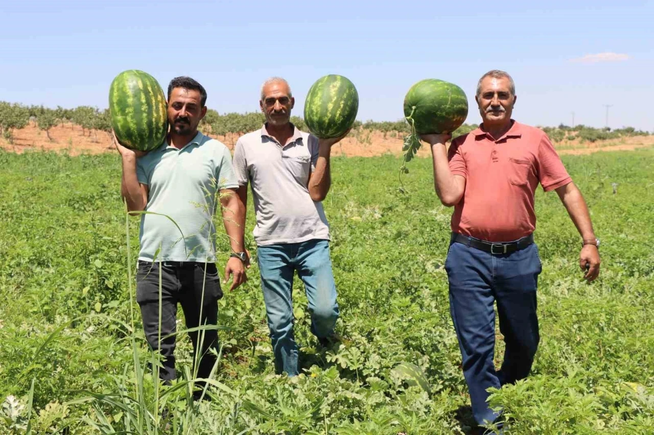 Şanlıurfa Yaylak Karpuzu, Türkiye’nin En Lezzetlileri Arasında
