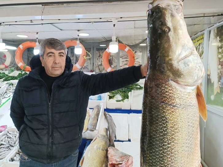 Siirt'te Görülmemiş Boyutlarda Turna Balıkları Alıcı Buluyor