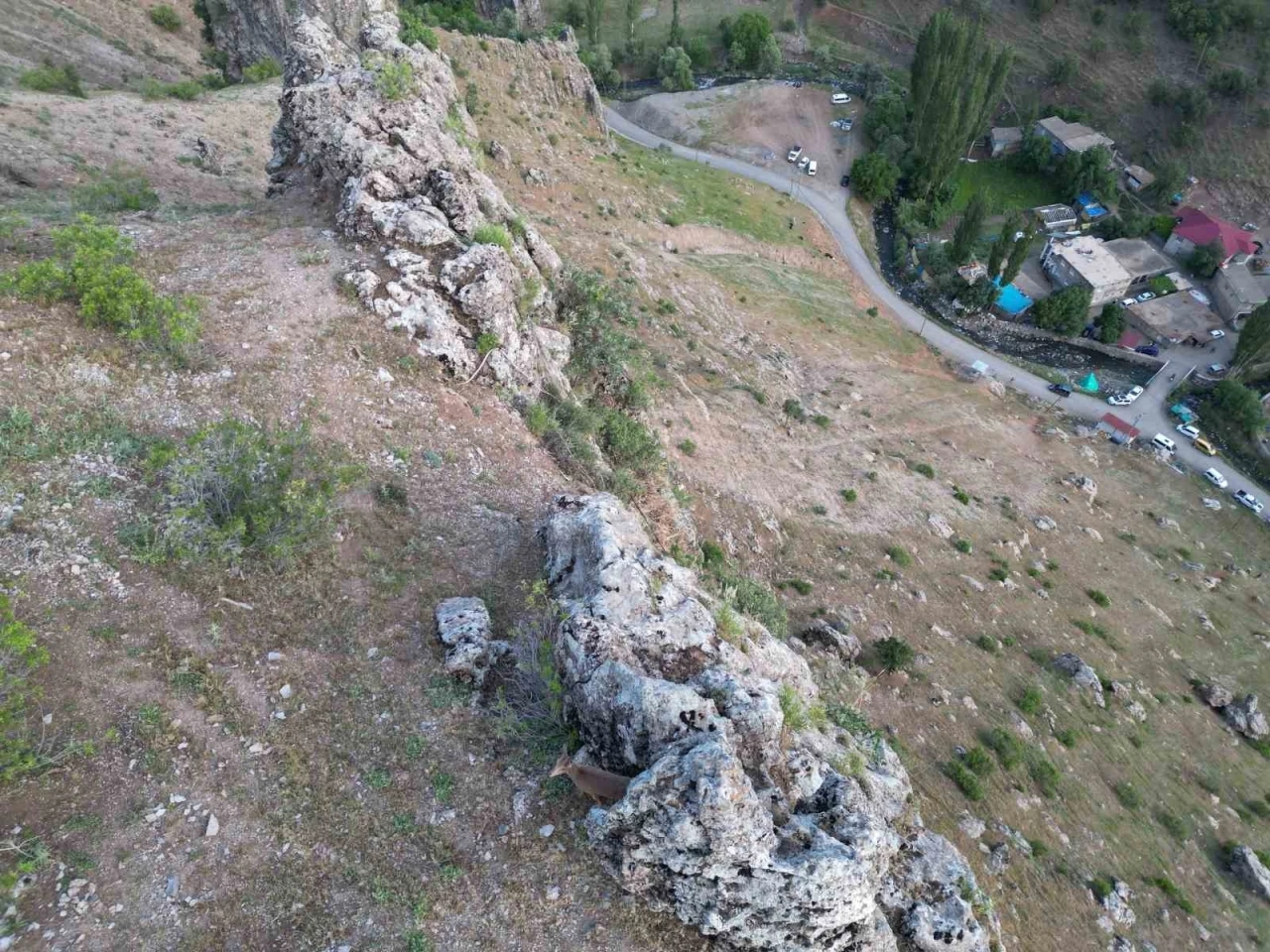 Şırnak’ta Sıradışı Ziyaret: Dağ Keçileri Köy Sürüsüne Katıldı