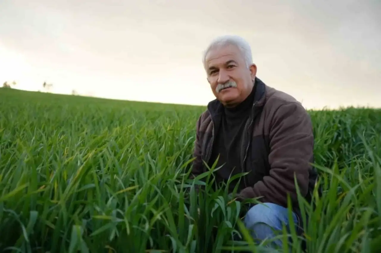 Siverek Çiftçileri, Yağışlarla Birlikte Yüzleri Gülüyor