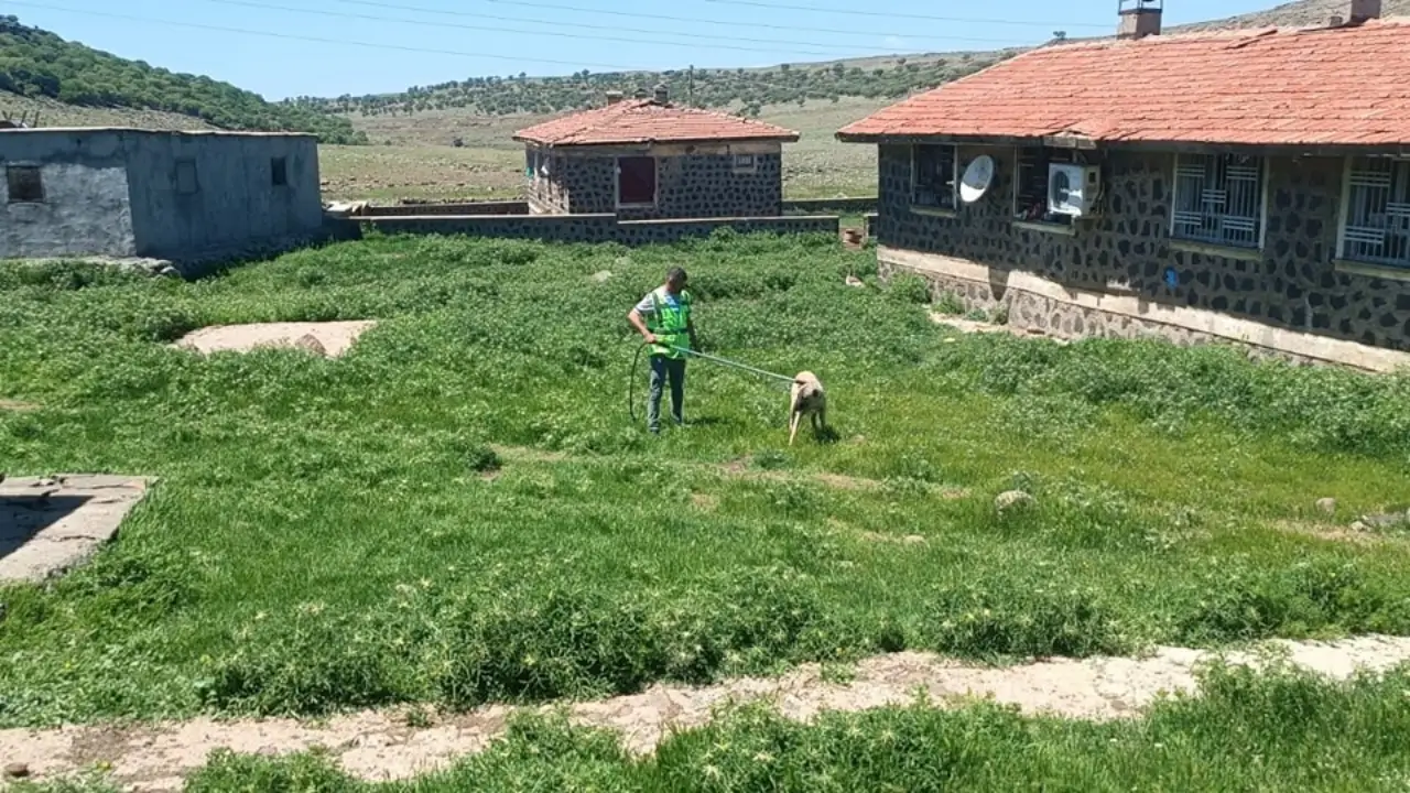 Siverek Kırsalında Yaralı Sokak Hayvanlarına Şefkat Eli