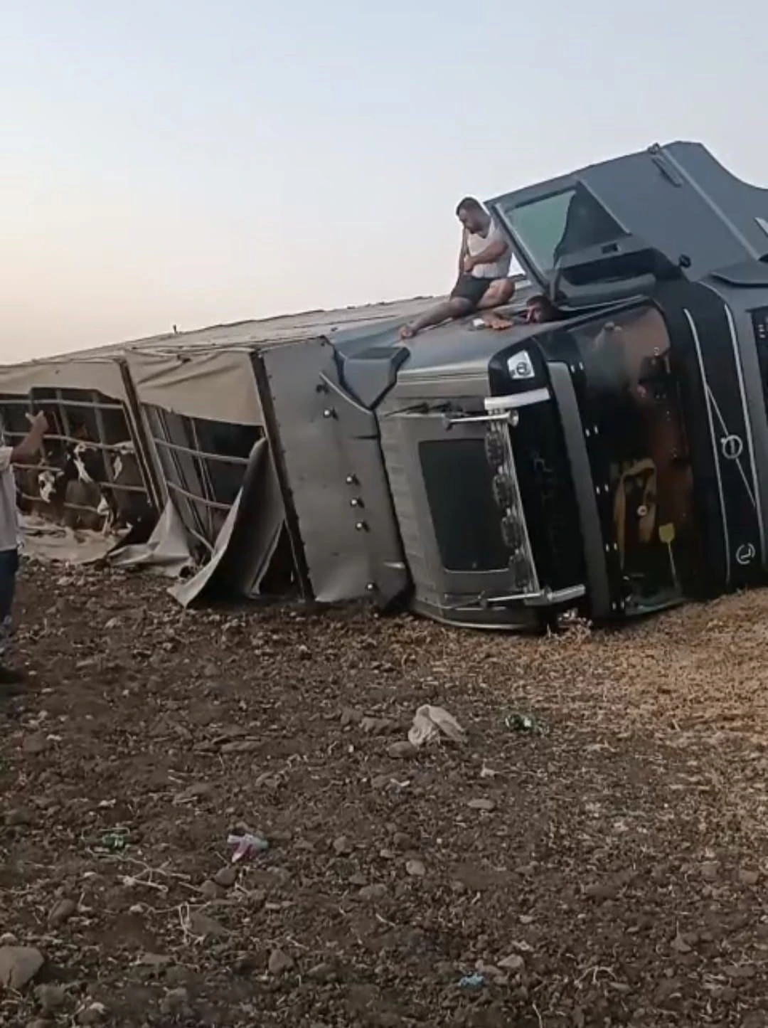 Siverek’te Büyükbaş Hayvan Yüklü Tır Şarampole Devrildi