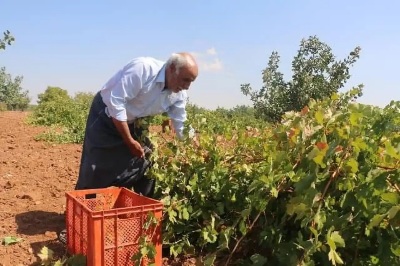 Siverek’te Kaybolan Şire üzüm Bağları Neden Unutuldu?
