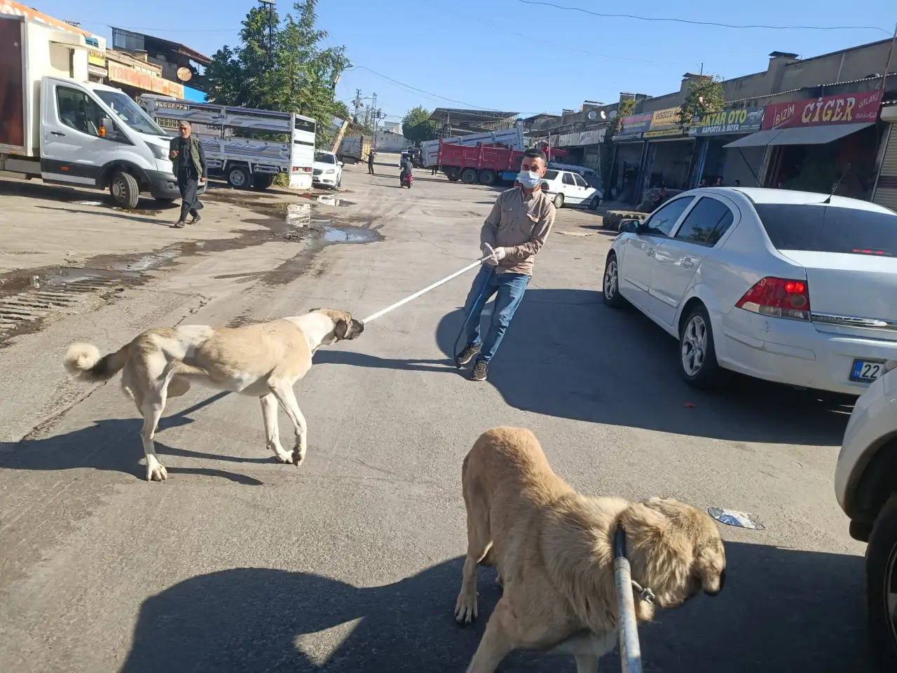 Siverek’te Sokak Hayvanlarına Sağlık Kontrolü