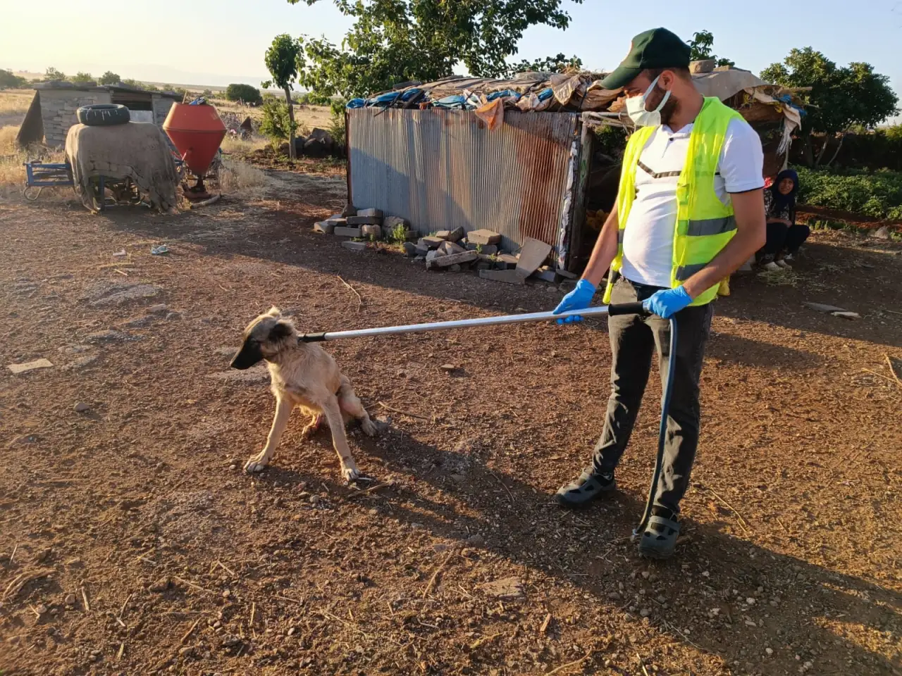 Siverek’te Sokak Hayvanlarına Şefkat Eli