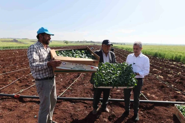 Tahmazoğlu, Çiftçilerle Toprağa Fide Dikti