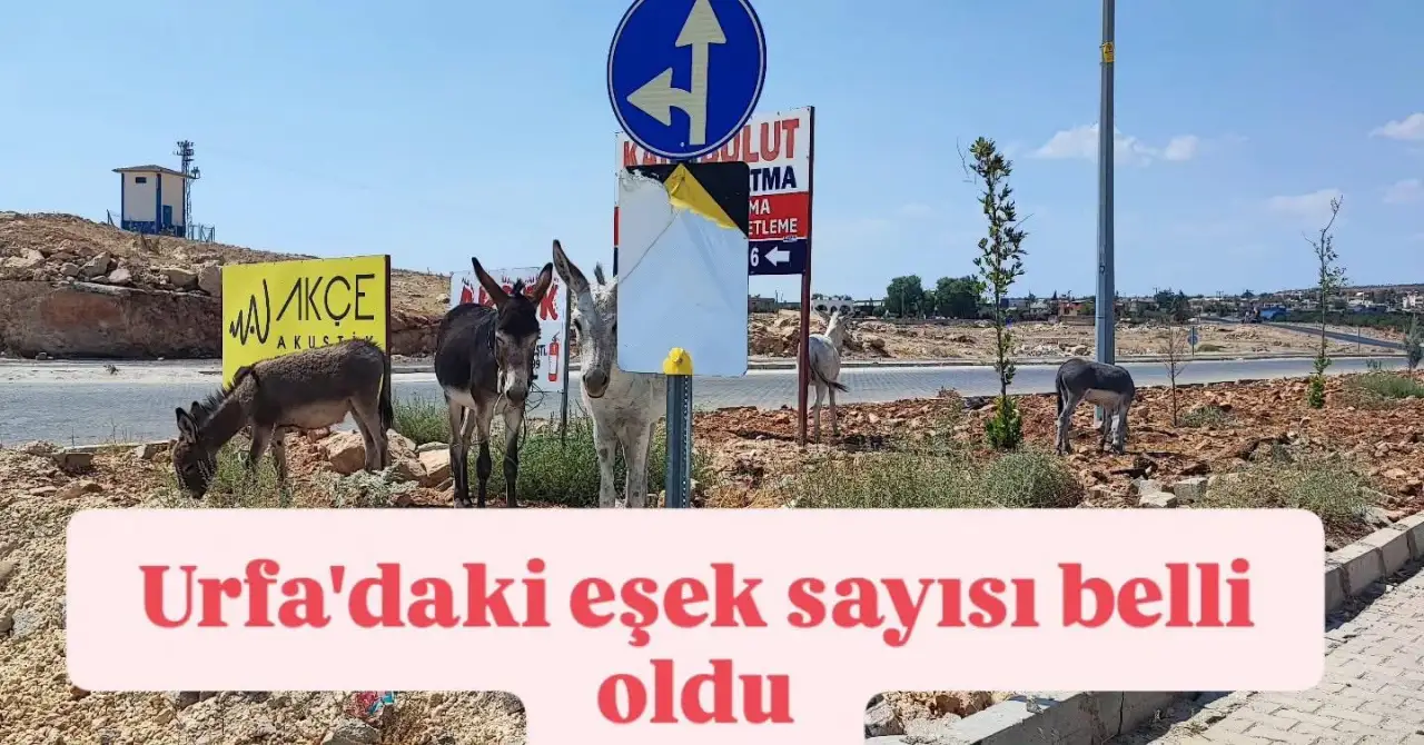 Türkiye’nin Eşek Nüfusu Açıklandı; Şanlıurfa Kaçıncı Sırada Acaba?