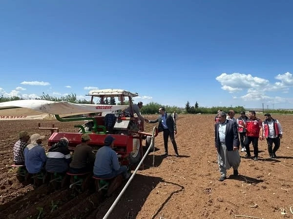 Tütün Mesaisi Başladı: 15 Bin Dekarda Ege Tipi Tütün Ekimi