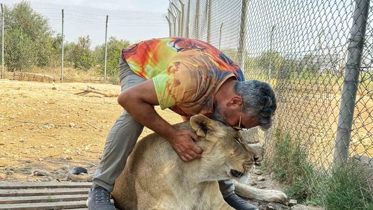 Vahşi Hayvan Sevgisini 14 Aslanla Yaşıyor