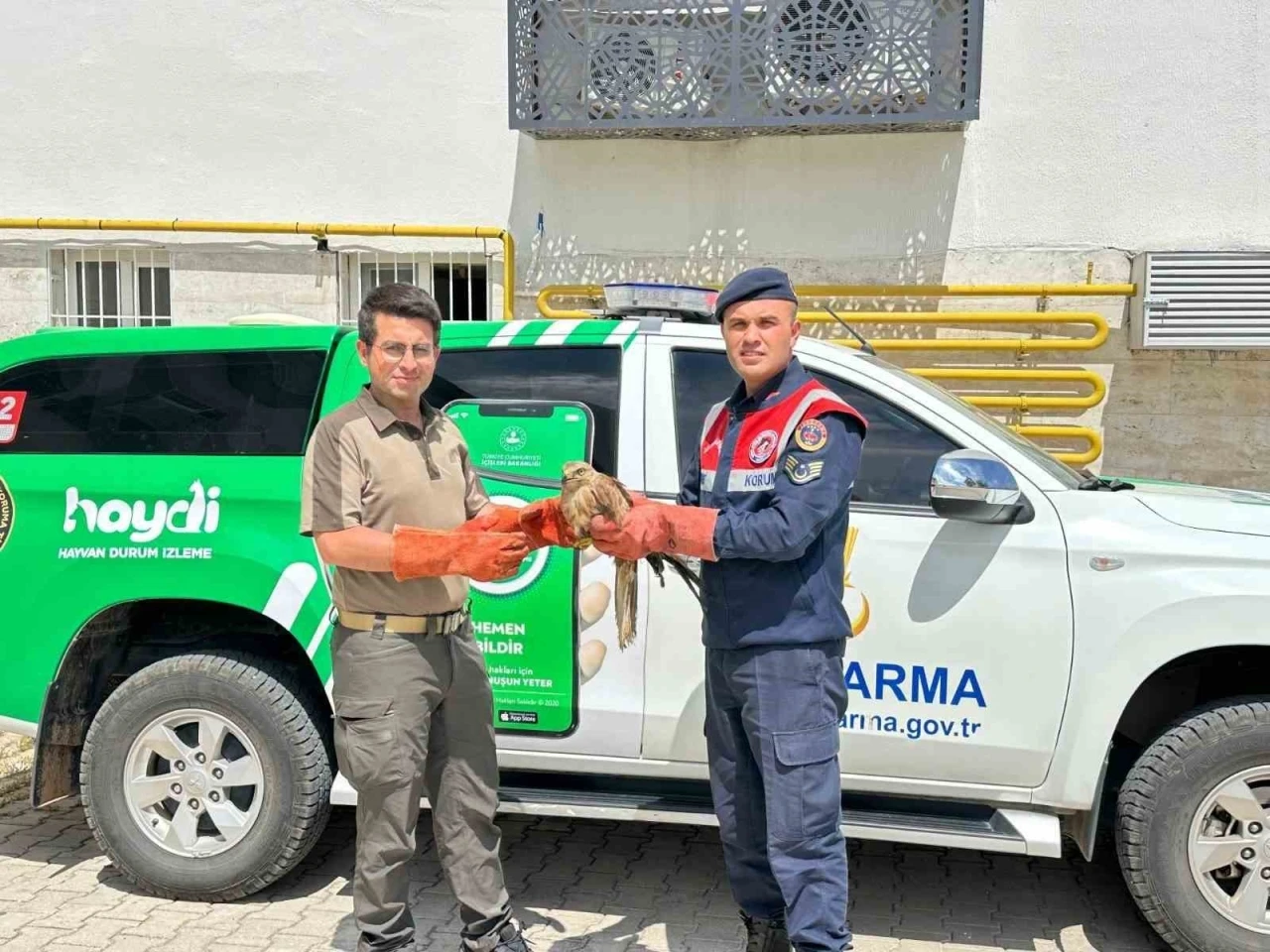 Yaralı Kızıl Şahin Koruma Altına Alındı: Tedavi Süreci Başladı