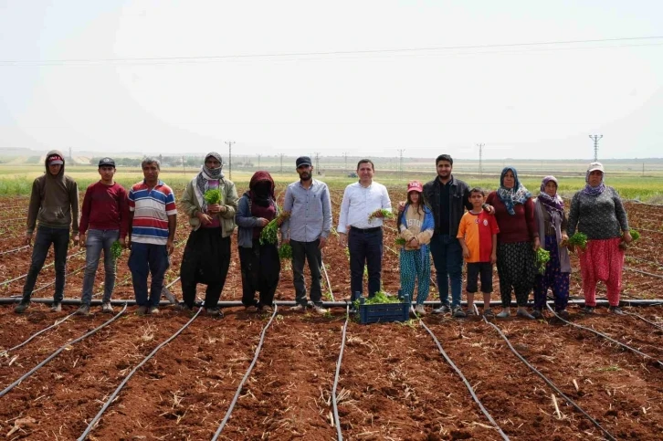 Zor Şartlarda Çalışan Çiftçiler, 1 Mayıs'ta Tarlalarını Boş Bırakmadı