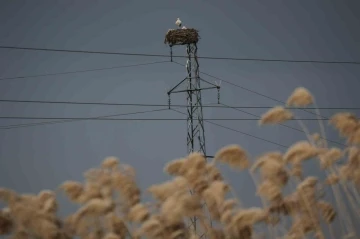 5 Bin Kilometre Yol Kat Edip Ata Yurduna Dönen Leylekler