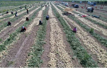 Adana'da Turfanda Soğan Hasadı Başladı