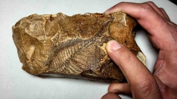 Adıyaman'da Keşfedilen 15 Milyon Yıllık Tarih: Balık Fosili