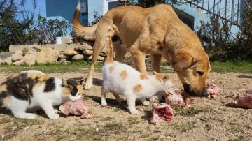 Adıyaman'da Sıra Dışı Bir Dostluk Hikayesi: Köpek ve Kedilerin Kardeşliği