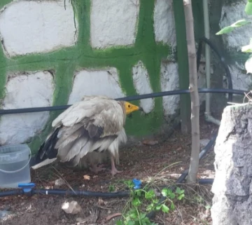 Adıyaman'da Tedavi Edilen Akbaba Yeniden Doğaya Salındı