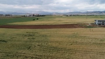 Adıyaman'da Yağışlar Bereketi Artırdı: Tahıl ve Baklagil Üretiminde Umutlar Yeşeriyor