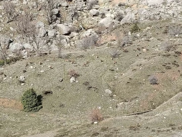 Adıyaman Sincik'te Nadir Görülen Bir Olay: Dağ Keçileri Sürü Halinde Görüntülendi
