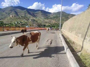 Başıboş İnekler Trafiği Tehlikeye Sokuyor