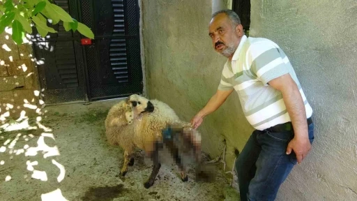 Başıköpek Saldırısı: 6 Küçükbaş Hayvan Telef Oldu