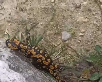 Batman Hasankeyf'te Nadir Görülen 'Sarı Benekli Semender' Keşfi