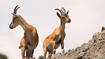 Bingöl'de Yaban Keçilerinin Artan Popülasyonu