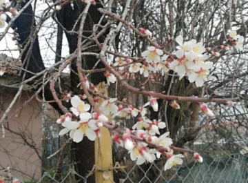 Burdur'da Badem Ağaçları Erken Çiçek Açtı