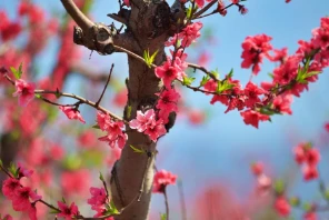 Çukurova'nın Renkli Baharı: Çiçek Açan Meyve Ağaçları Görsel Şölen Sunuyor