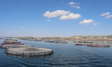 Devlet Desteğiyle Balık Üretimi: Şanlıurfa'dan Rusya'ya İhracat Başladı