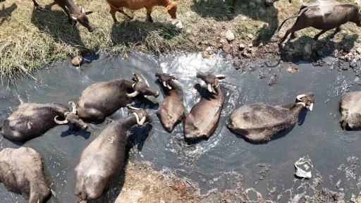 Diyarbakır’da Mandaların Serinleme Anları Dronla Görüntülendi